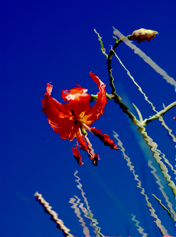 呼伦贝尔草原之花----野百合